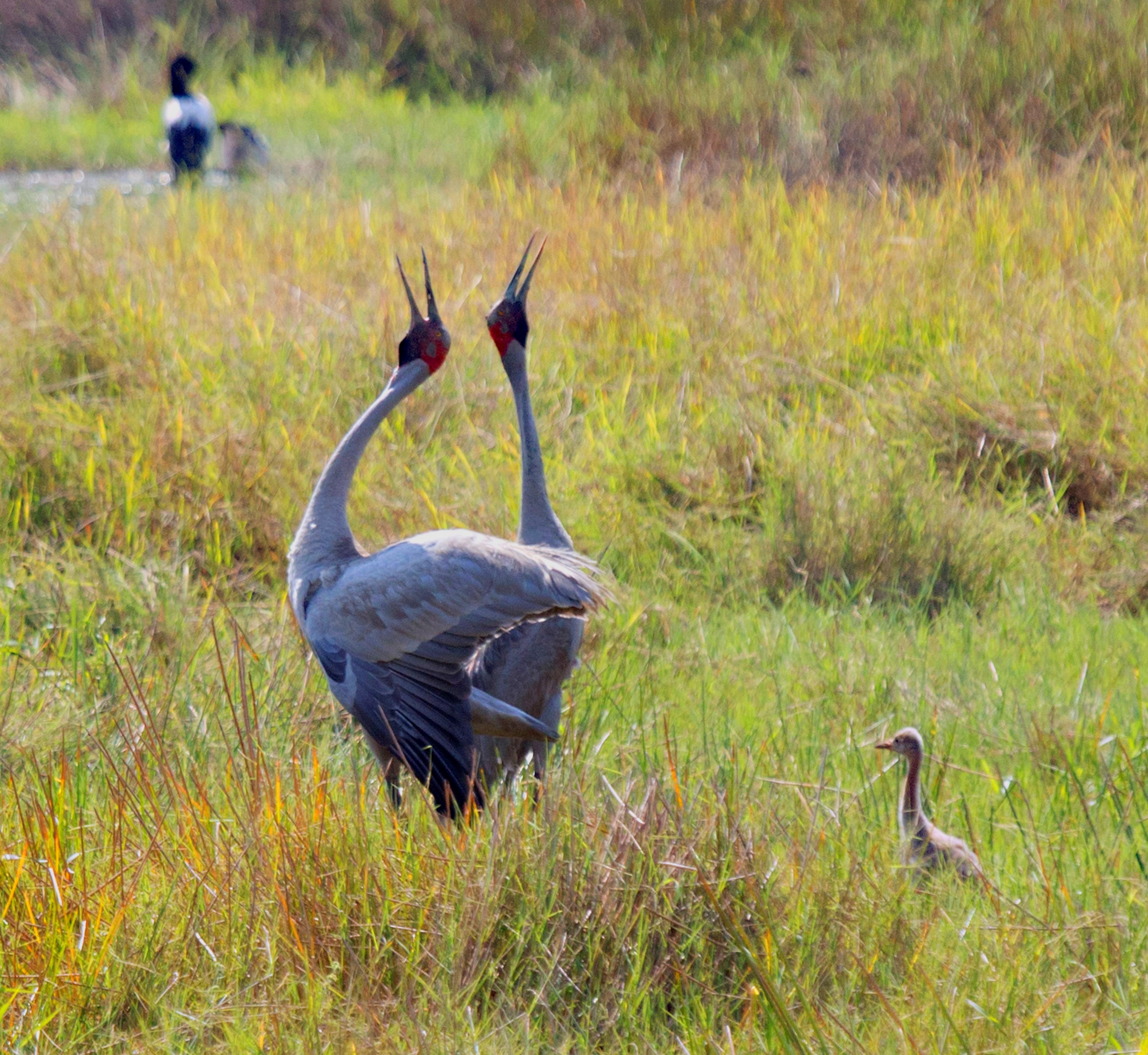 Brolga